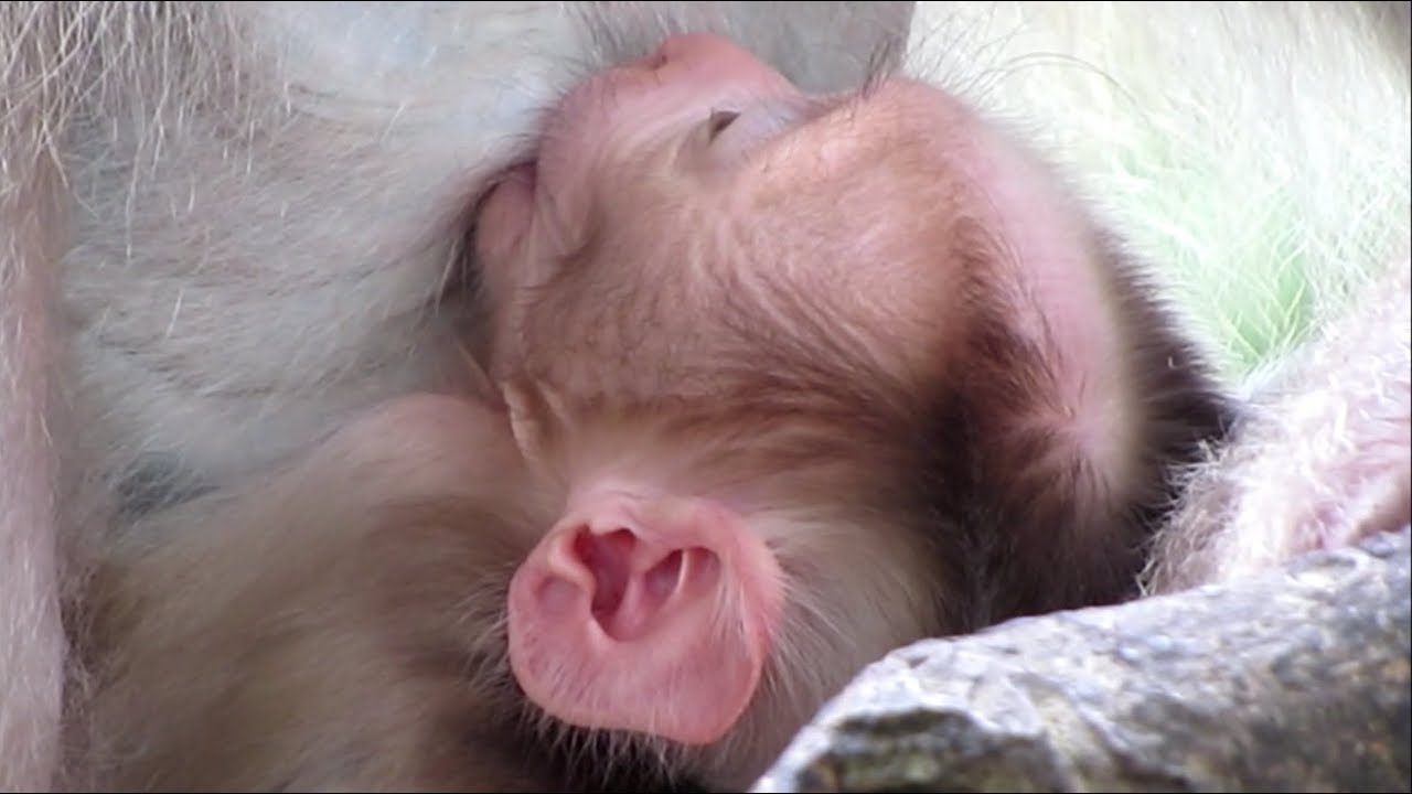 sweet baby monkey🐒breastfeeding mother🍼baby monkey sleeping/popular daily