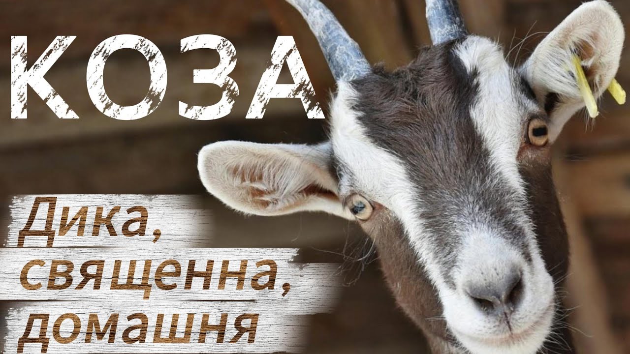 Коза в міфах і реальності/Цікаві факти про козу