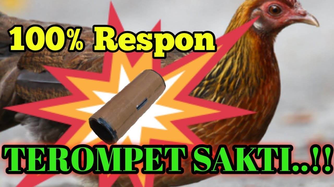 Cara membuat terompet kekekan ayam hutan betina, suara mirip aslinya