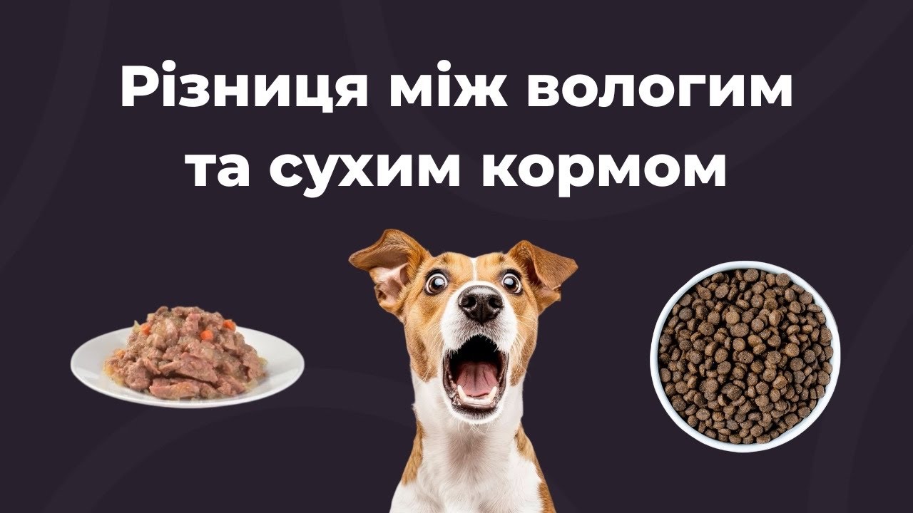 Сухий чи вологий корм, що краще для кота або собаки?