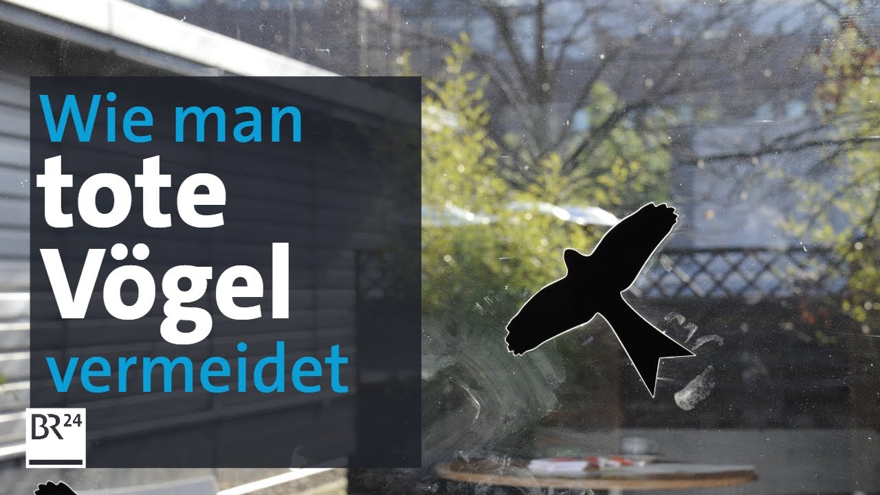 Unsichtbare UV-Folien schützen Vögel vor dem Flug gegen das Fenster| BR24