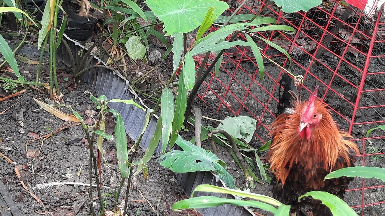 FRIZZLE CHICKEN GETTING WILD IN THIS GARDEN