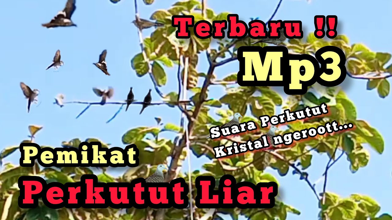 TERBARU‼️Mp3 SUARA PERKUTUT / MERBUK NGRISTAL NGEROT ‼️