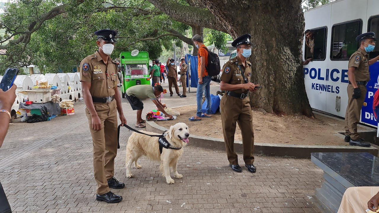 Unloading Dogs of Sri Lanka Police Kennel Division Kandy - පෙරහැරට ආව පොලිස් බව්වො
