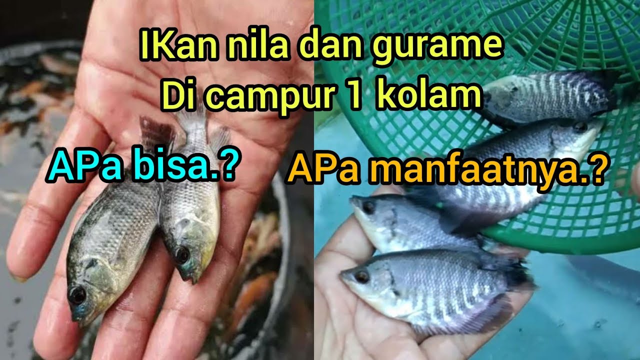 Ikan nila dan gurame di campur dalam satu kolam!! Apa bisa? Dan apa manfaat nya?