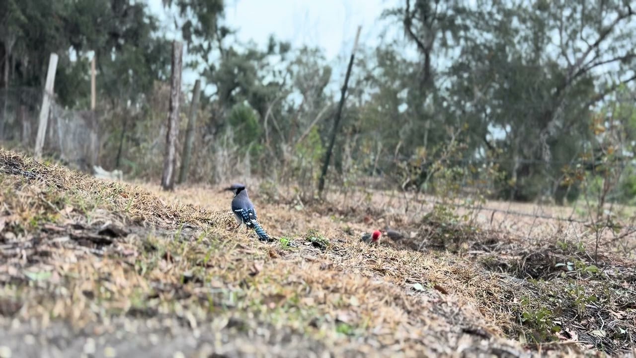 25 minutes in 10k Nature with Birds and Squirrels 