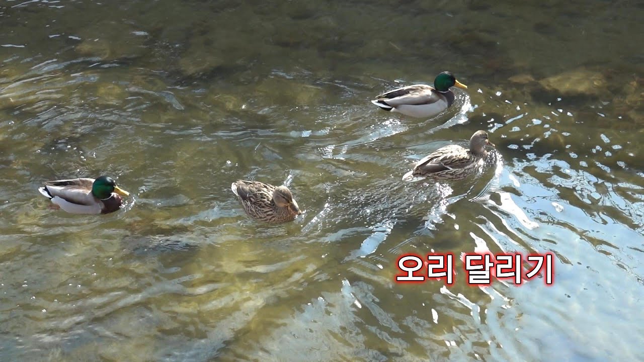 청계천 오리 달리기, 청둥오리 (하루 한 장 260207)