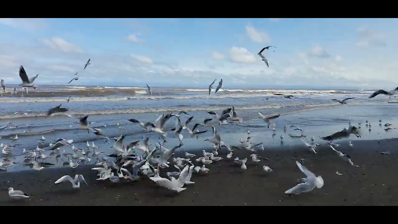 Seagull #seabirds #seaside #fly