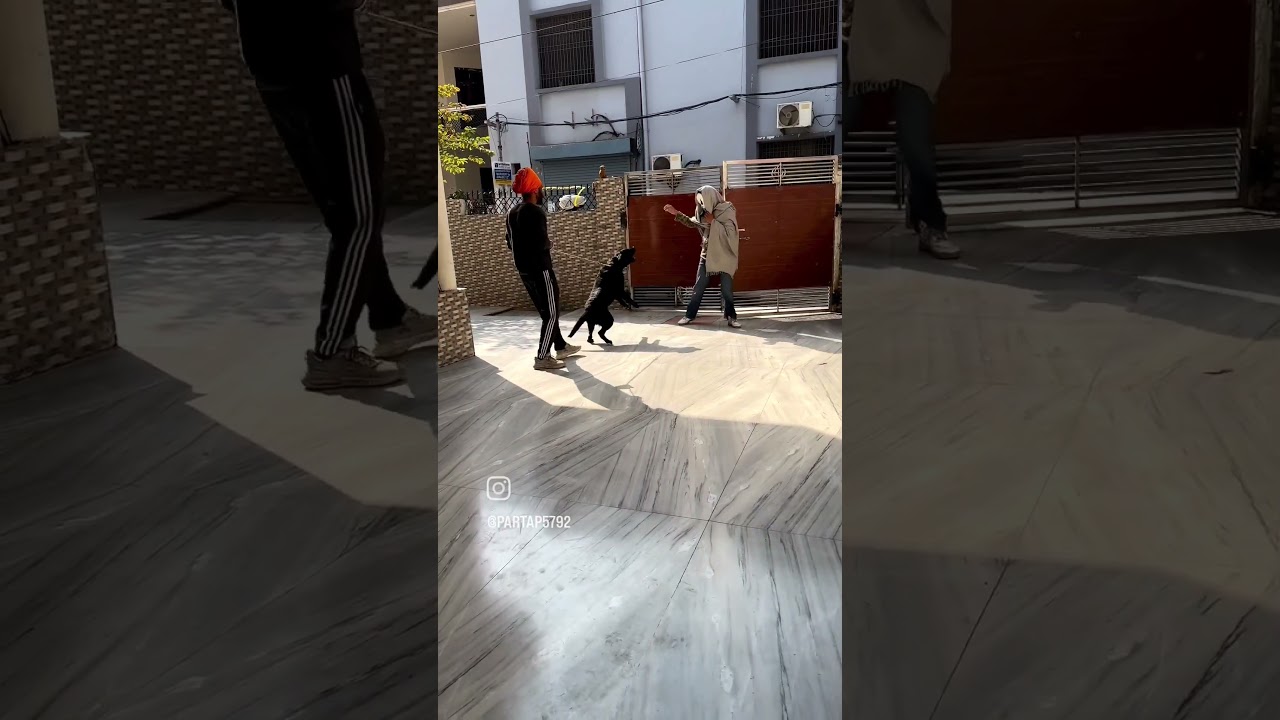 Labrador to be guard training #protection #doglover #guarddog #trendingshorts #video #viral
