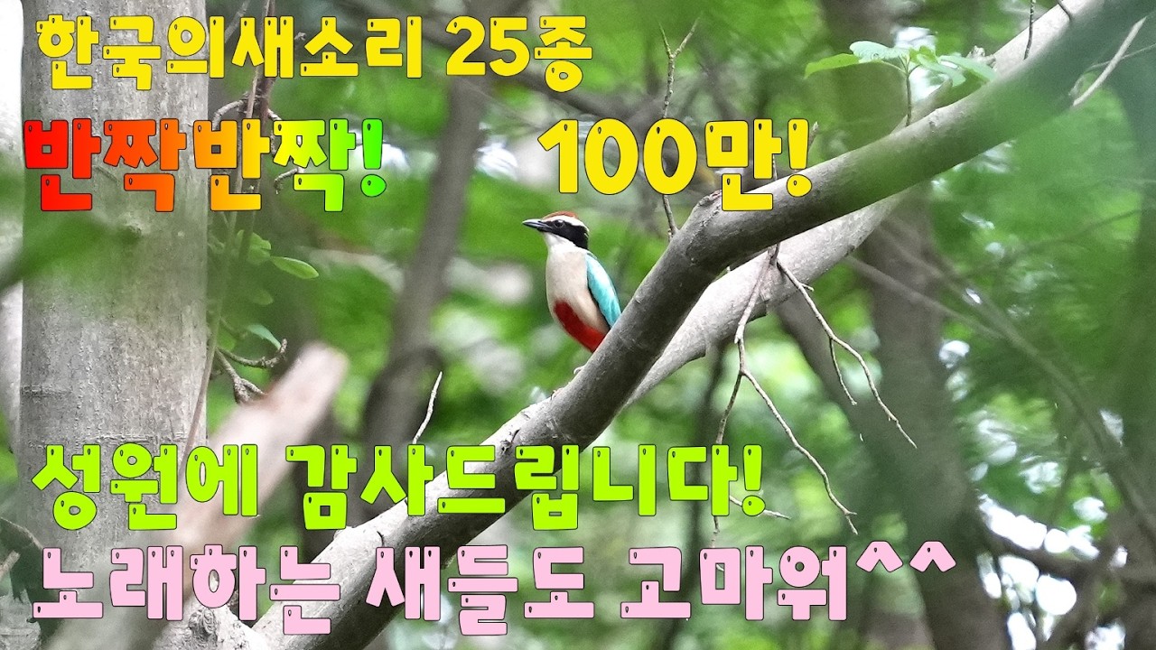 한국의 새소리 25종 모음(되지빠귀,팔색조,밀화부리,휘파람새,멧비둘기,흰눈썹황금새,두견이,개개비,노랑할미새...) Singing birds