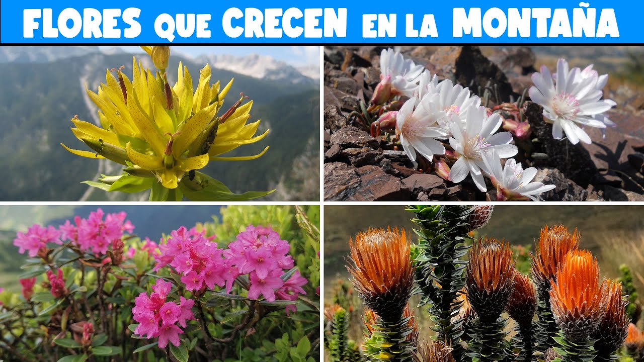 10 PLANTAS FLORALES que CRECEN en las MONTAÑAS