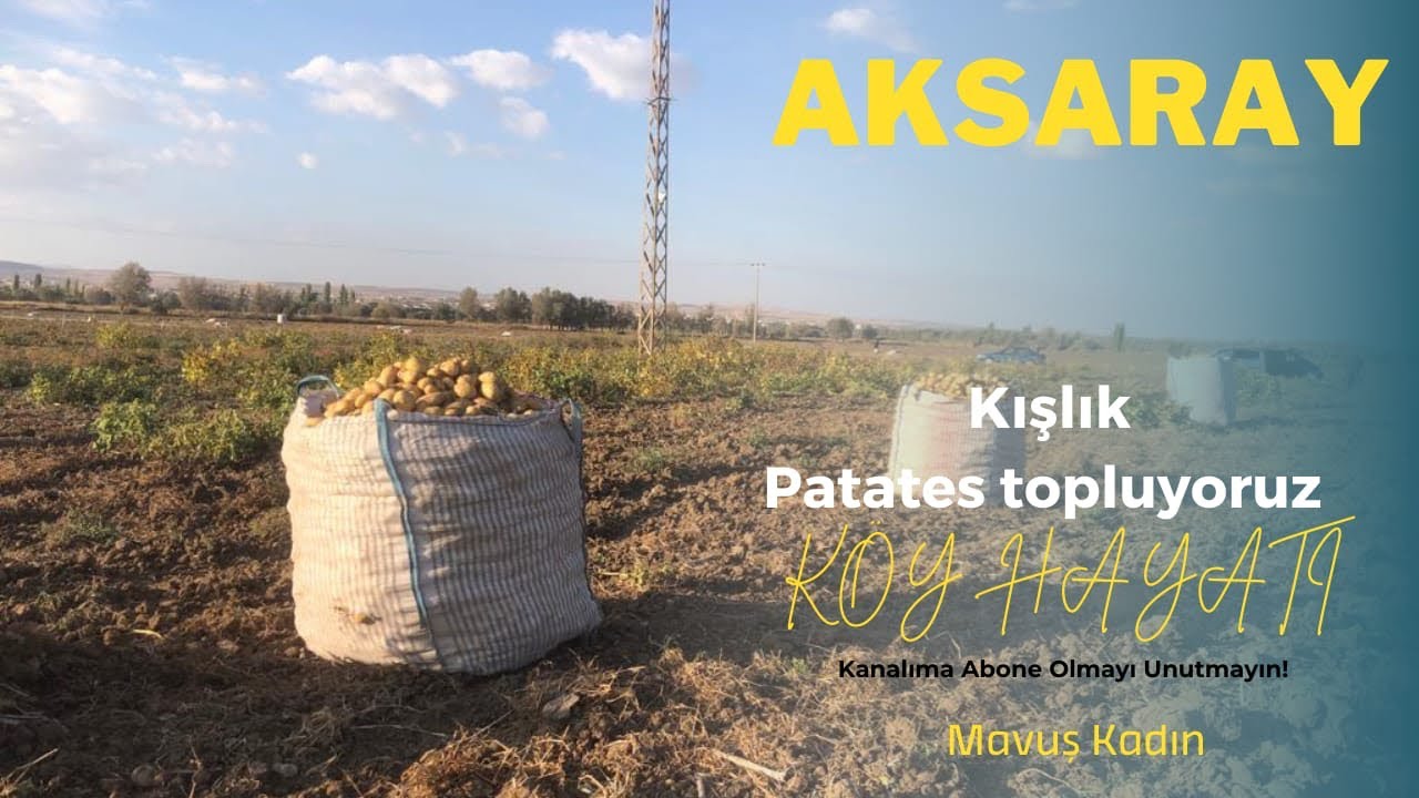 Patates topluyoruz/  Aksaray / bekarlar k&ouml;y&uuml;