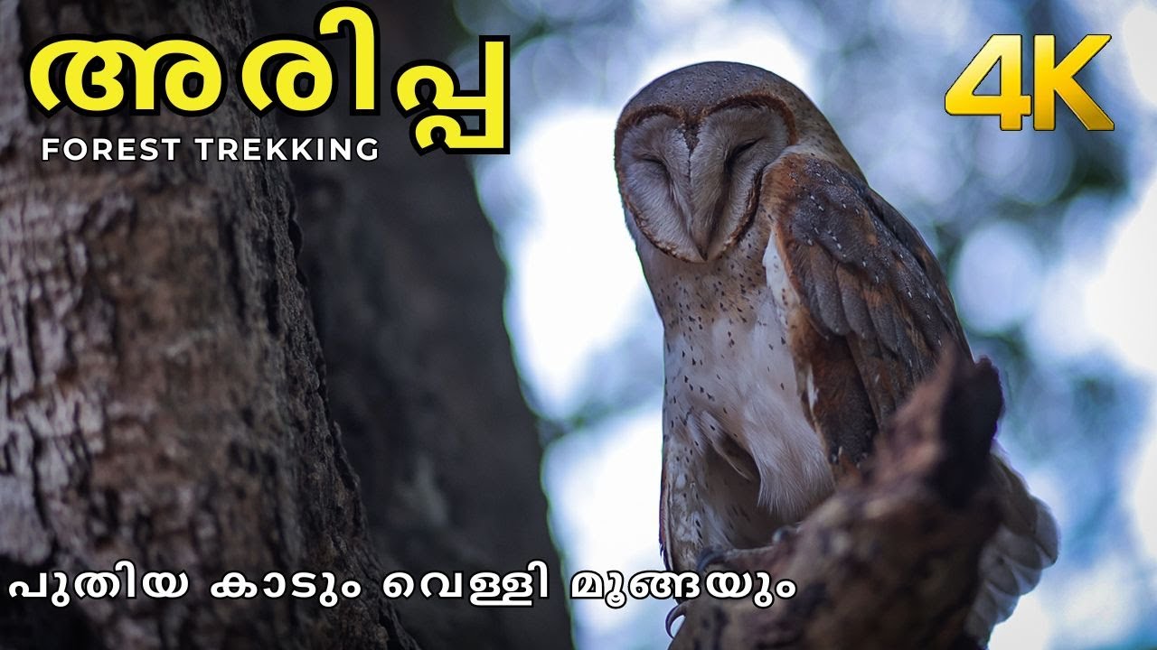 പുതിയ കാട്ടിലെ കാണാകാഴ്ചകൾ!!! Arippa Forest trekking!!! 4K