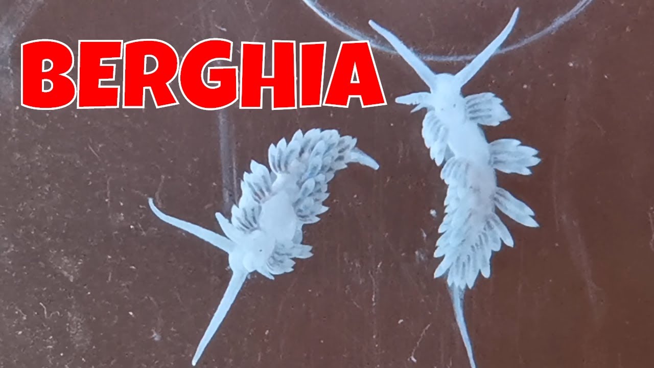 Eliminare Aiptasia con i Nudibranchi BERGHIA