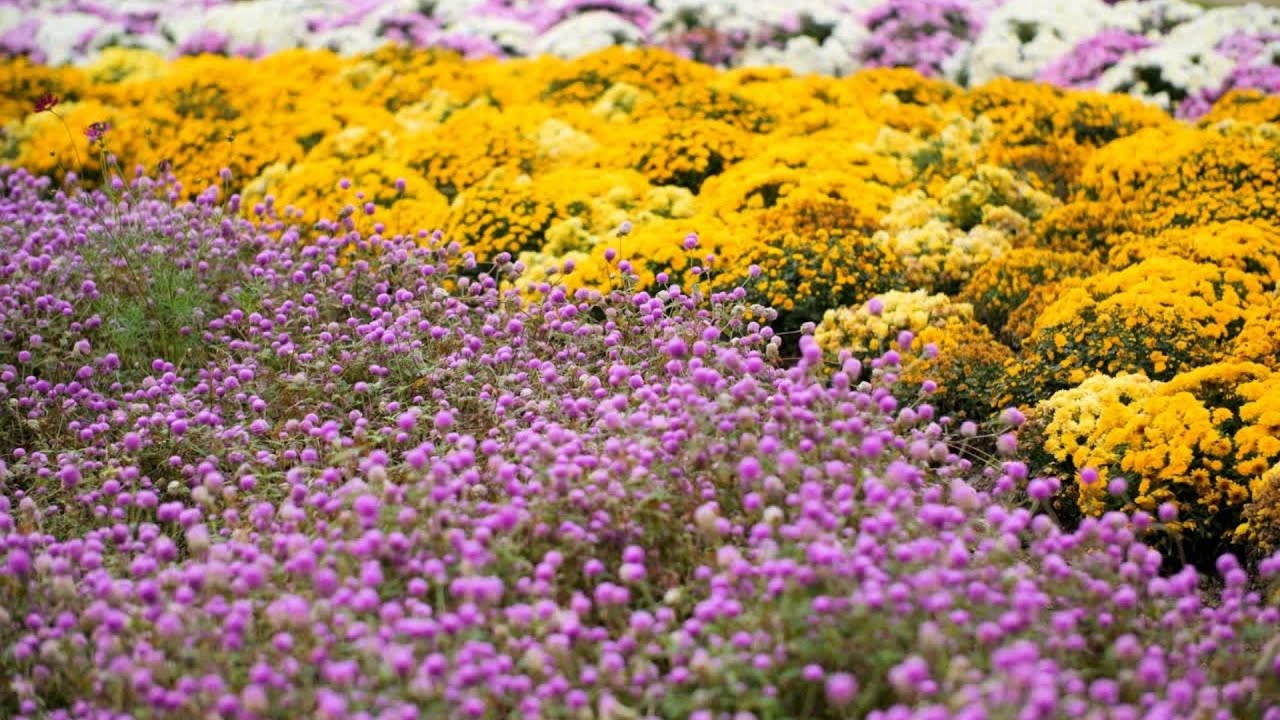 1 Hour Quiet Yellow & Purple Flower Garden | Gentle Nature Sounds with Birds for Relaxation
