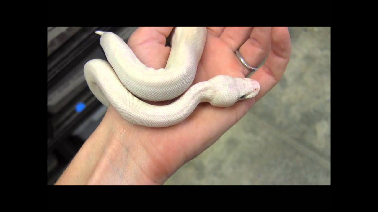 Baby Blue Eyed Leucistic Ball Python