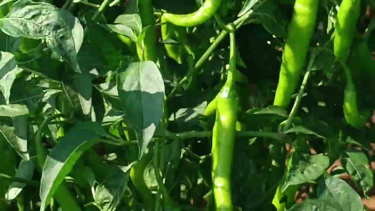 ధన్వి సీడ్స్ వారి 