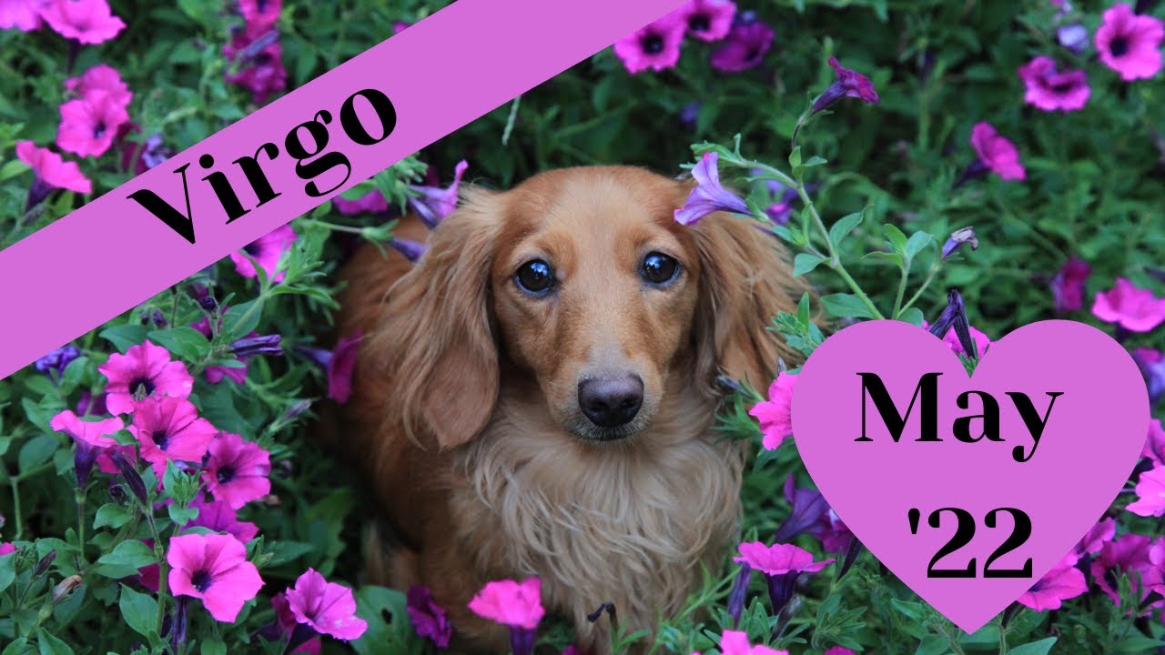 Virgo May 2022 Tarot Reading
