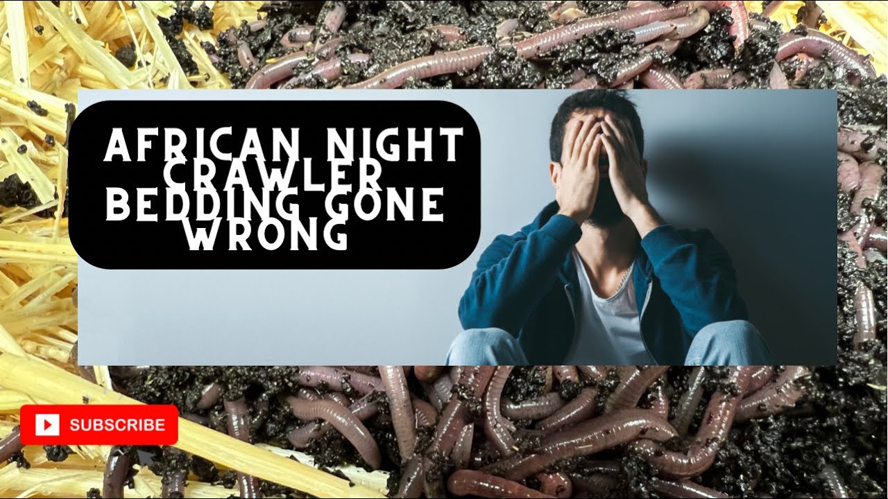 African Night Crawlers bedding 🫣TheGardenAndWormLady.com