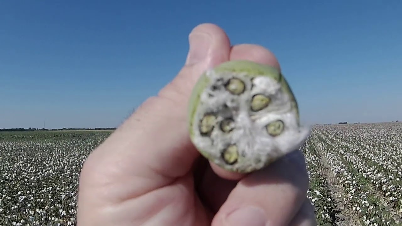 Cotton Boll Maturity Stage
