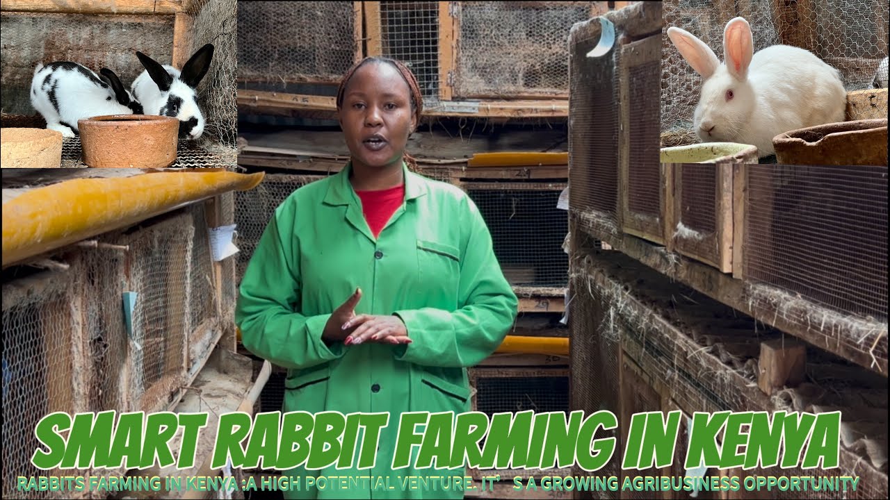 RABBIT FARMING🐰💰🐇🇰🇪: 