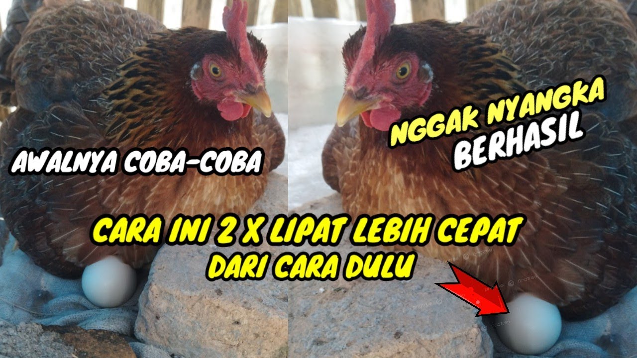 CARA PALING CEPAT  MEMBUAT INDUKAN AYAM  BERTELUR KEMBALI SETELAH MENETAS