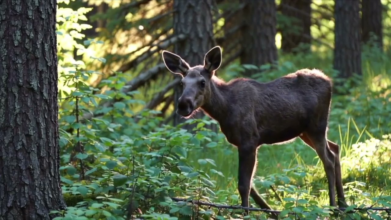 Elliot Älgkalv – Den lilla kungen av skogen 🦌🌲 | Barnprogram med djurfakta