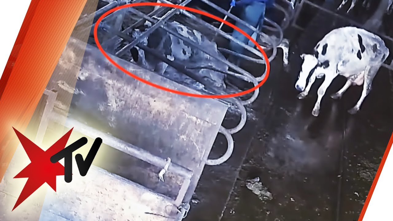 Milchviehbetrieb in Demker: Skandal&ouml;se Zust&auml;nde  | stern TV