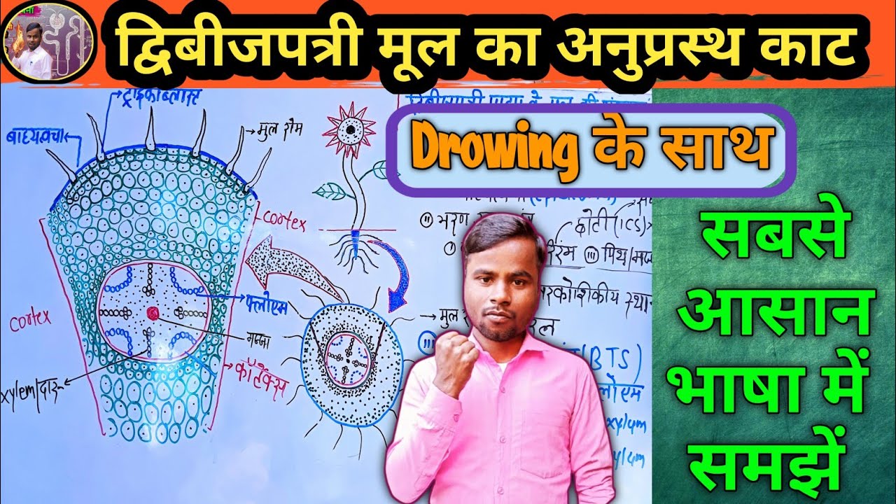 Neet Biology 2025 | Dwivijpatri mul ka anuprasth kaat |t.s of dicot root in Hindi | द्विबीजपत्री मूल