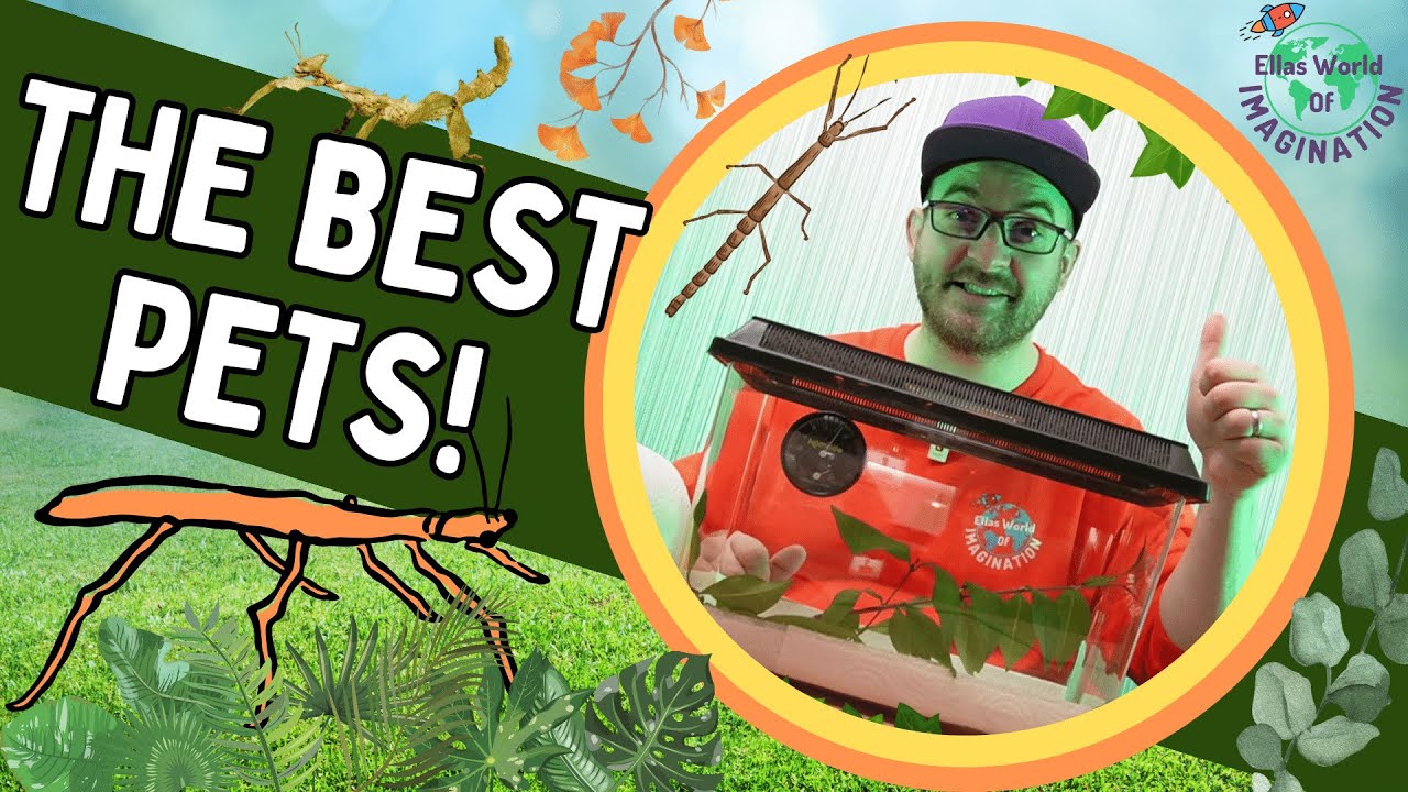 Care Guide for Indian Stick Insects: TOP 5 Reasons Why They're The BEST Pets!