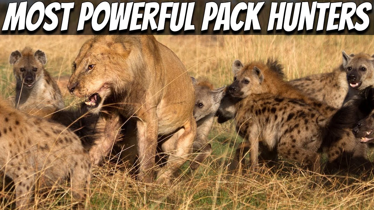 9 Most Powerful Pack Hunters in The World