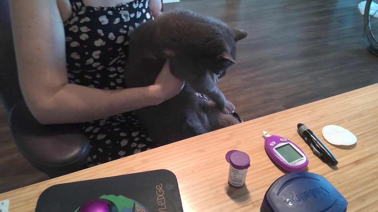 Performing a blood glucose test on my cat