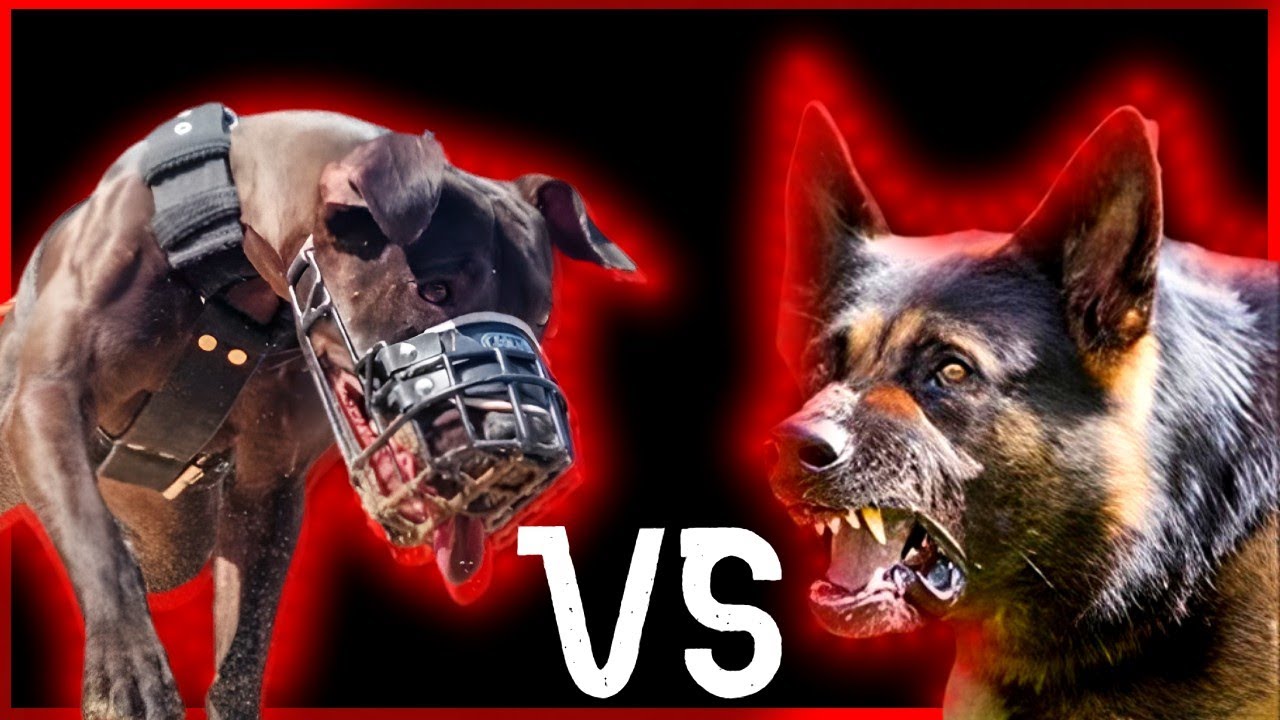 Pitbull vs Pastor Alemão - Qual o mais poderoso e qual  o melhor na guarda???[Atualizado 2023]