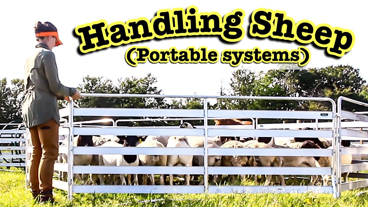 A LOOK AT MY PORTABLE SHEEP & GOAT HANDLING SYSTEM | Lakeland Farm and Ranch Direct