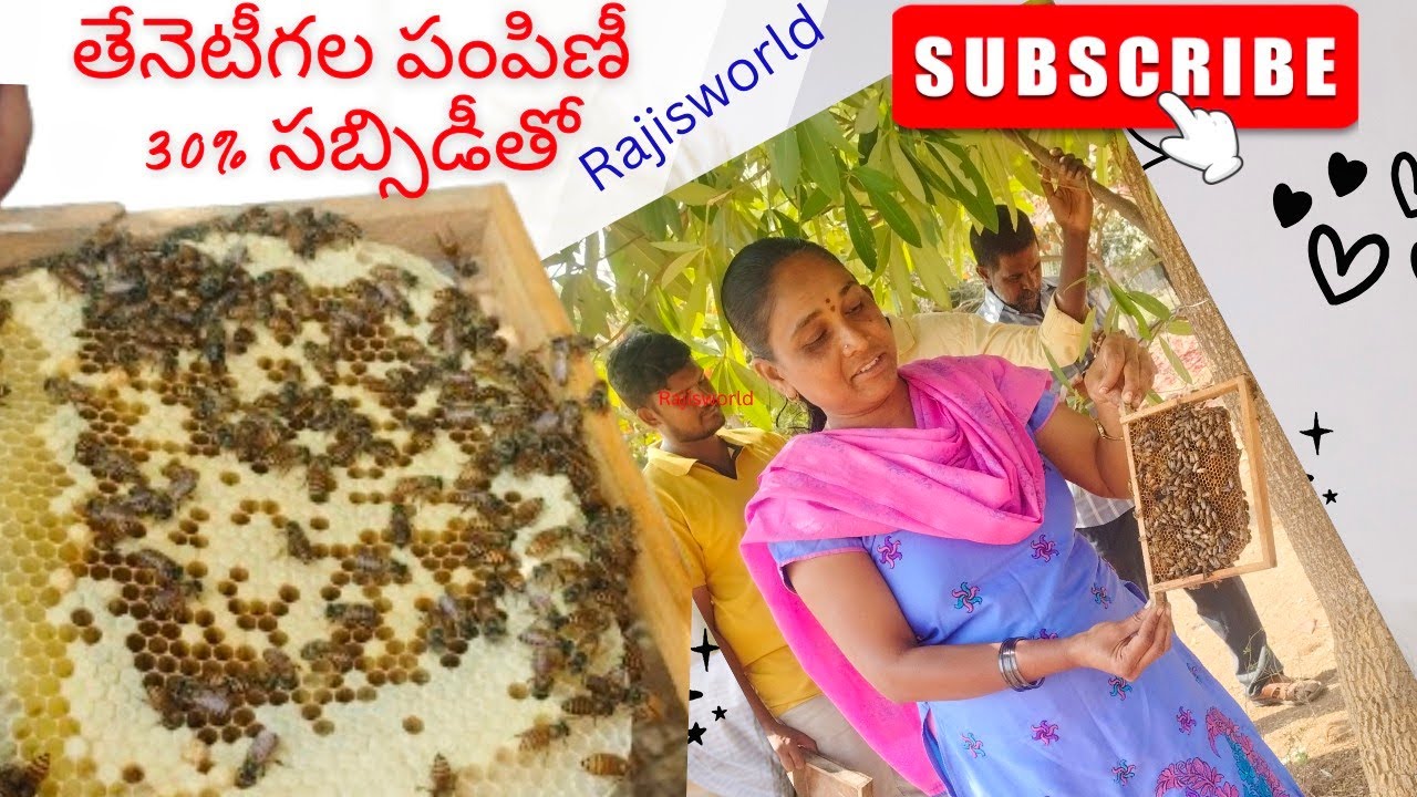 Today Vlog - తేనెటీగలు 30% సబ్సిడీ తో పంపిణీ 