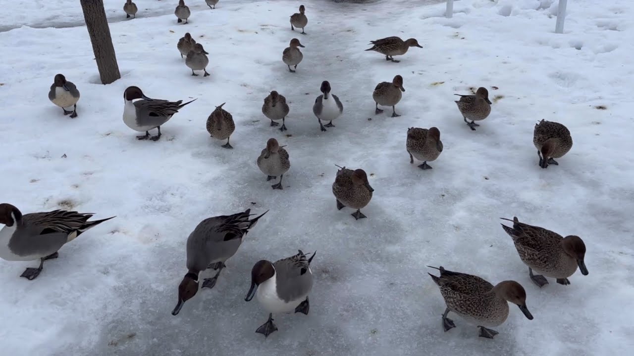【渡り鳥】2026年1月9日のカモ【duck】