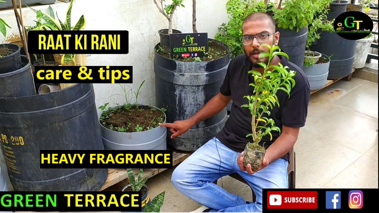 Raat Ki Rani Ka Podha Kaise Lagaye | How to grow and Care night Queen | Raat Ki Rani Tips & Care.