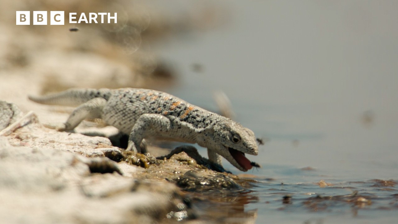 400 Flies for a Sip of Water: Fabian's Lizard vs the Atacama Desert | BBC Earth