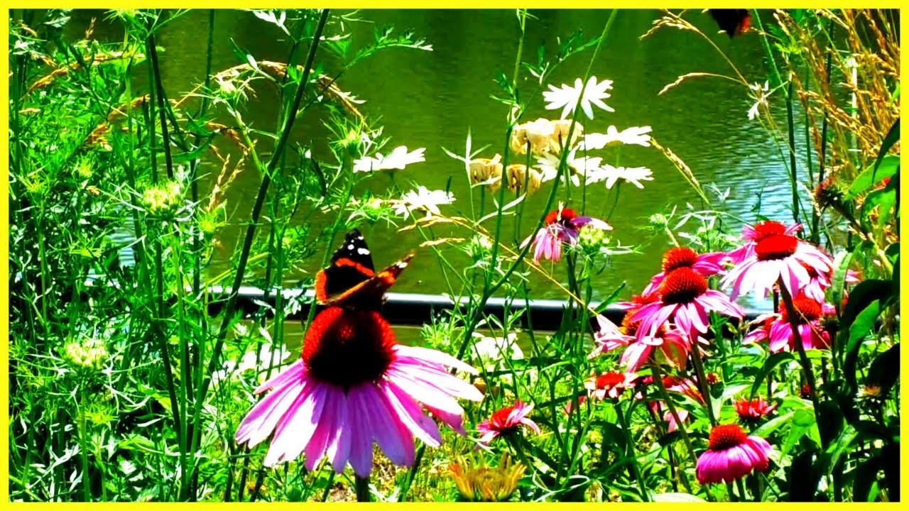 Filming Nature at Chicago's Marquette Park | Short Nature Documentary