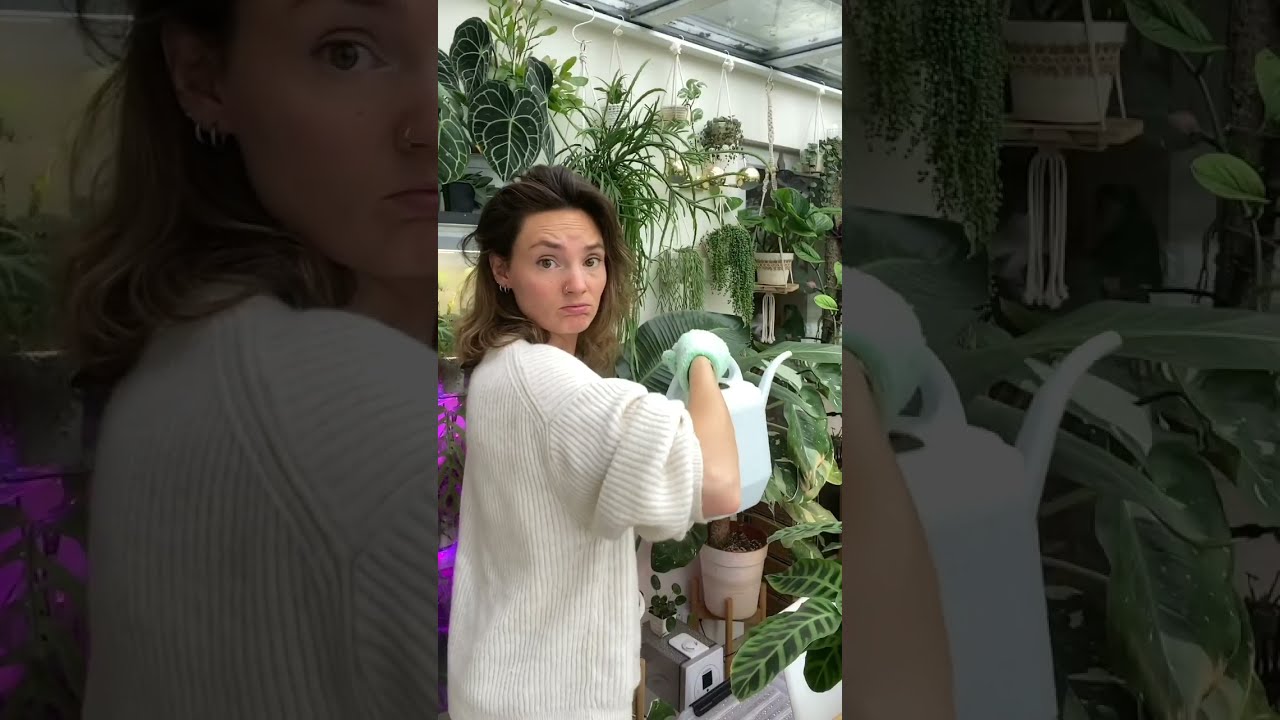 They grow up so quickly 🥰🌿 #houseplants #plantcare #flower #planttips #houseplanttips #funny
