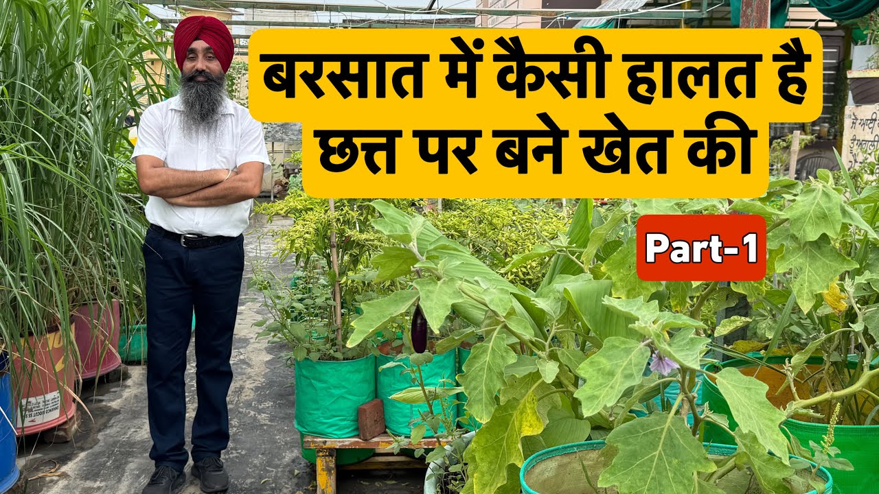 बरसात में कैसी हालत है छत्त पर बने खेत की || Terrace Garden in Rainy Season ||