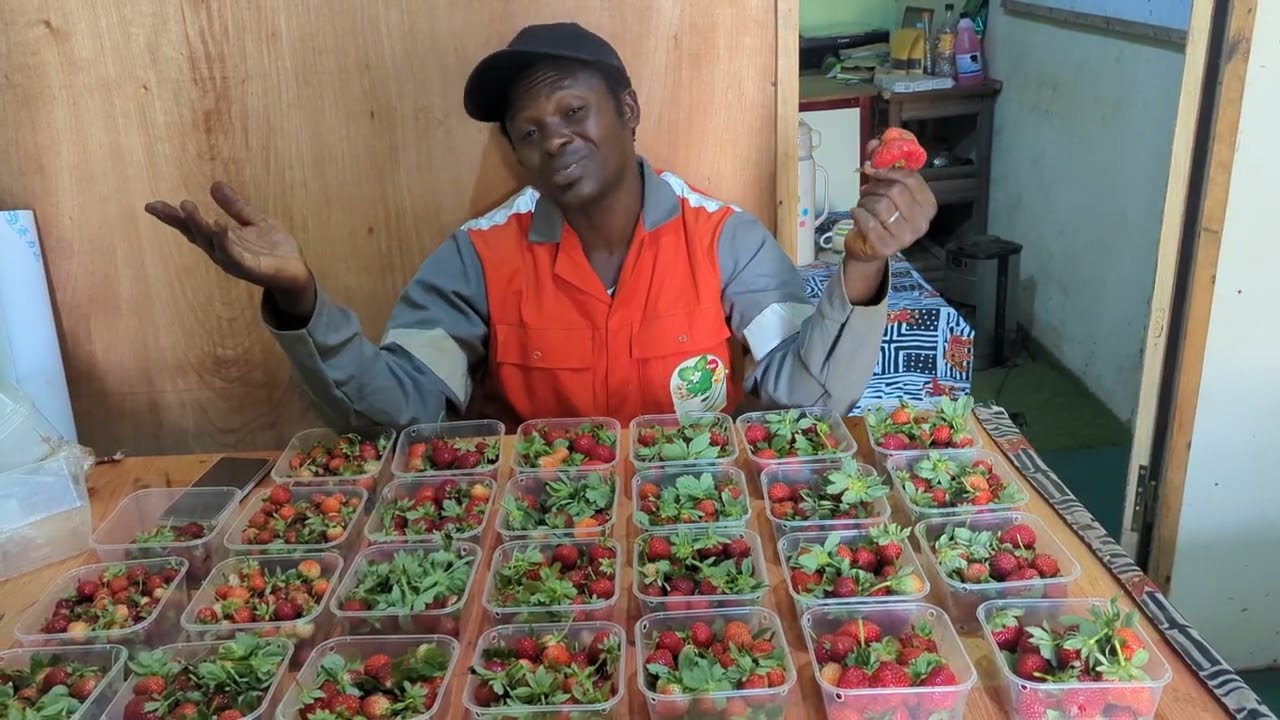 La fraise une Mine d'Or