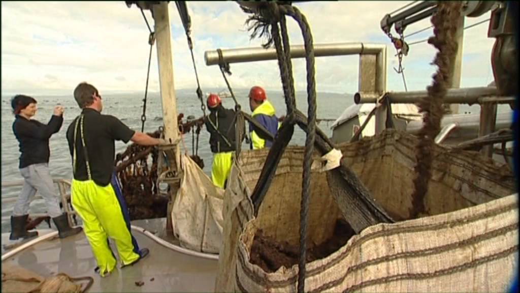 Just the Job - A Career in Aquaculture: Mussel Farming