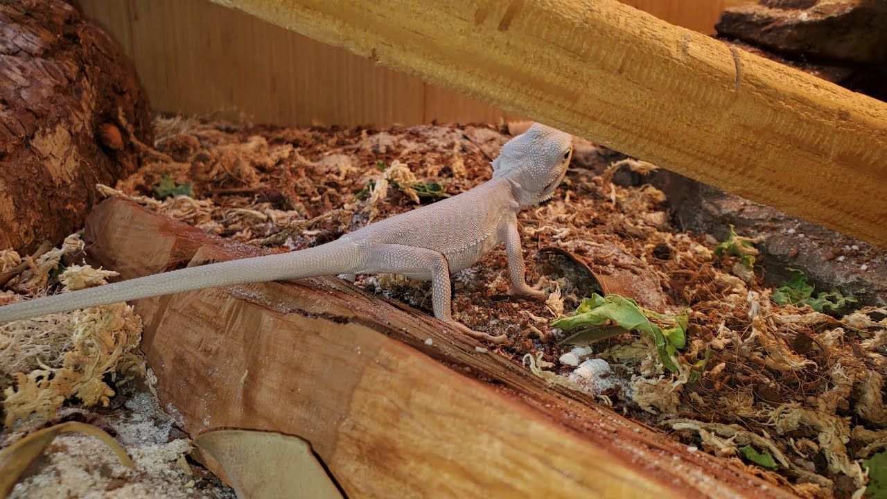 BEST SUBSTRATE TO USE FOR YOUR BEARDED DRAGON