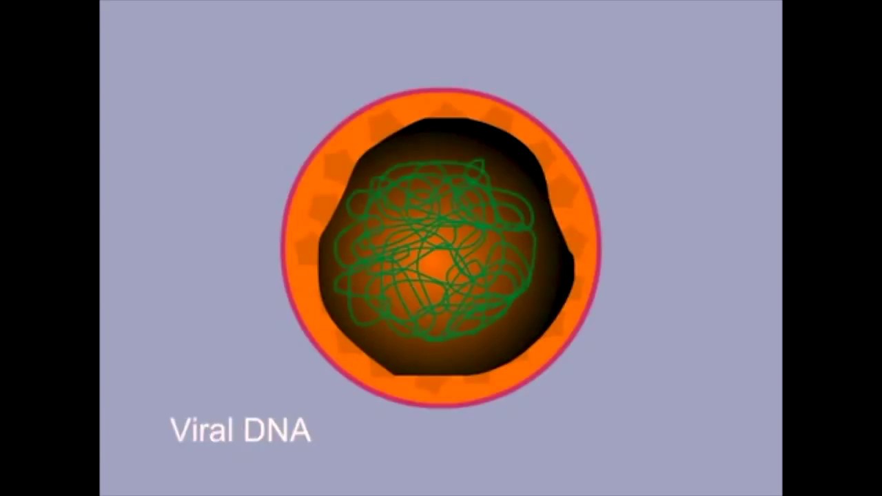 Human Papillomavirus Infection (HPV) - Biochemical and Virological aspect of HPV