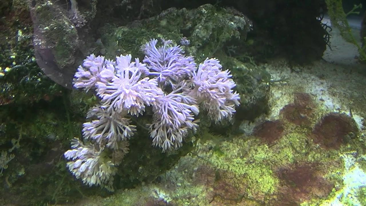 Day 51 - Battle the algea and red slime