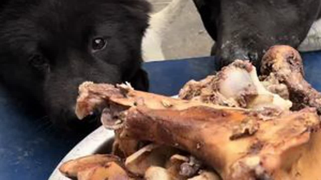 花22块钱，请全家小狗吃20斤骨头！ #狗狗 #中华田园犬