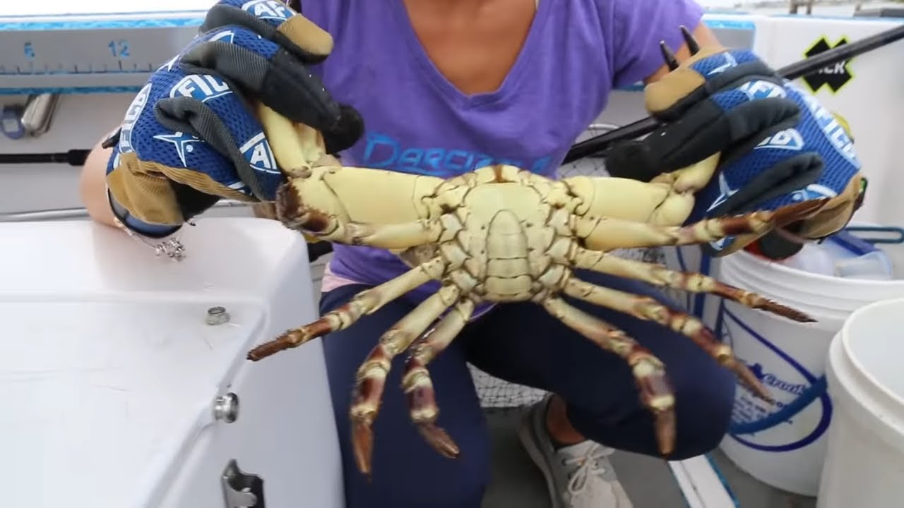 STONE CRAB Claws! CATCHING, CLEANING, COOKING!