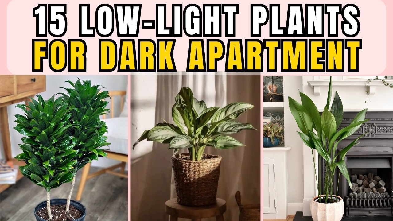 15 Low-Light Indoor Plants Perfect for Small Dark Apartments | Make Your Apartment Look Expensive