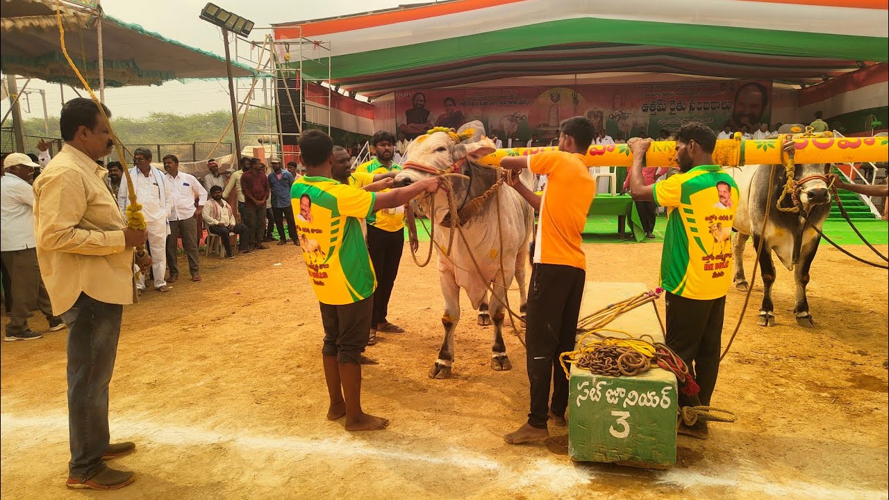 మేళ్లచెరువు సబ్ జూనియర్స్ 2 వ జత RK bulls అత్తోట శిరీష చౌదరి గారు శివకృష్ణ చౌదరి గారు